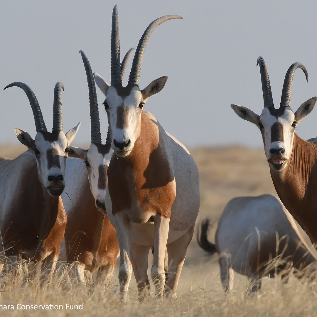 Wildlife Gets a 30-Year Lifeline!