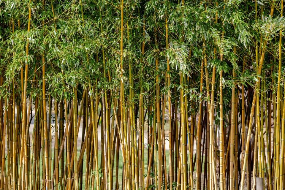Bamboo Cars? This Could Be Huge