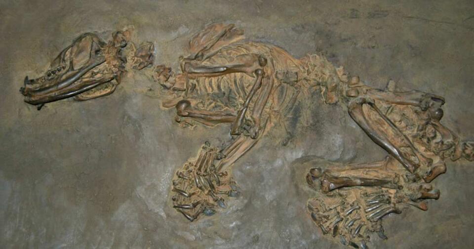 Cave Full of Fossils Discovered!