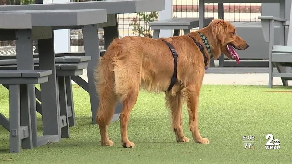 Canton’s Bark Social is back—dogs unleashed!