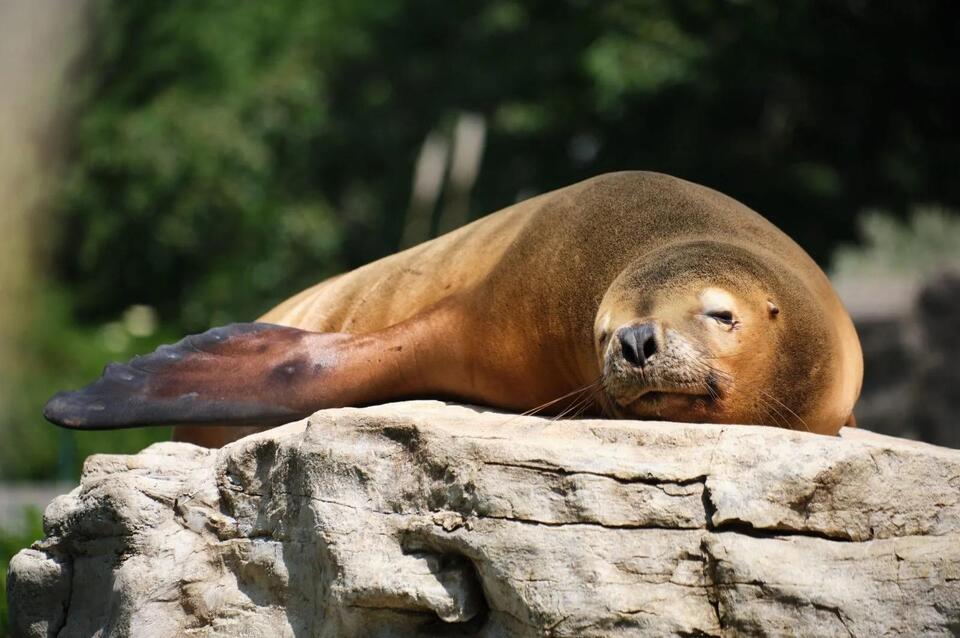 Denver mourns beloved sea lion Nick