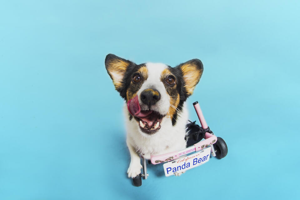 Corgi in wheelchair steals the show at Saratoga