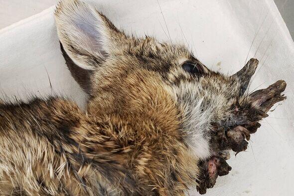 Colorado’s ‘demon bunnies’ mystery explained