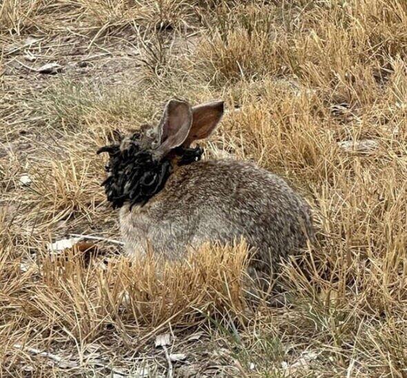 Colorado’s ‘demon bunnies’ mystery explained