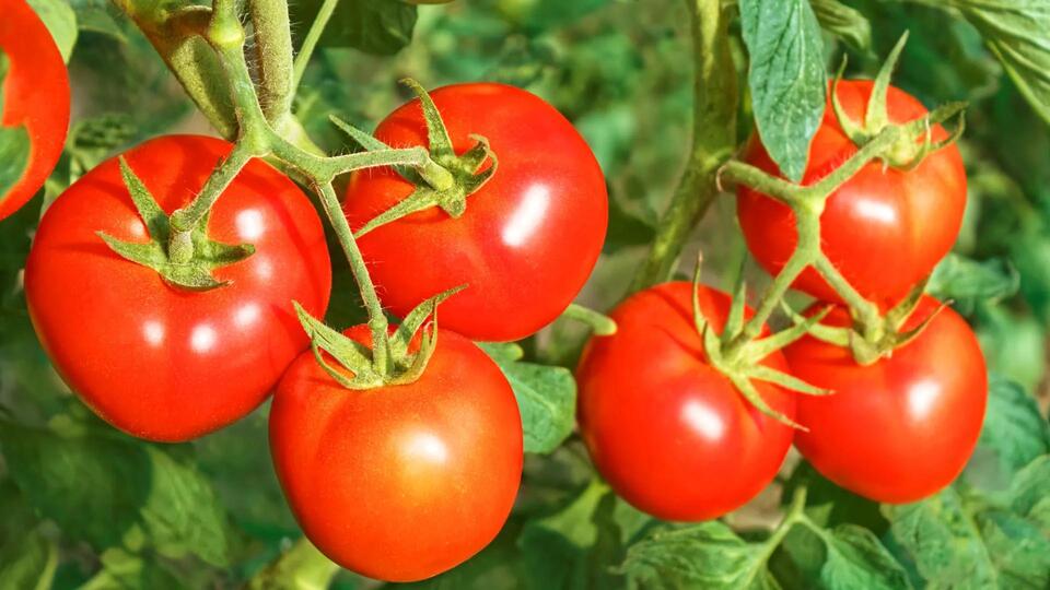 Tomatoes + Solar Panels = Genius Greenhouse Hack