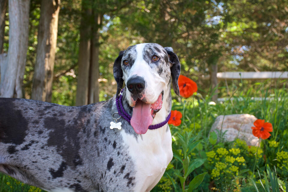 This Great Dane’s Dance for Grandma Is Everything
