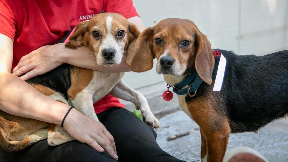 Meet Boston’s bagel-named beagles!