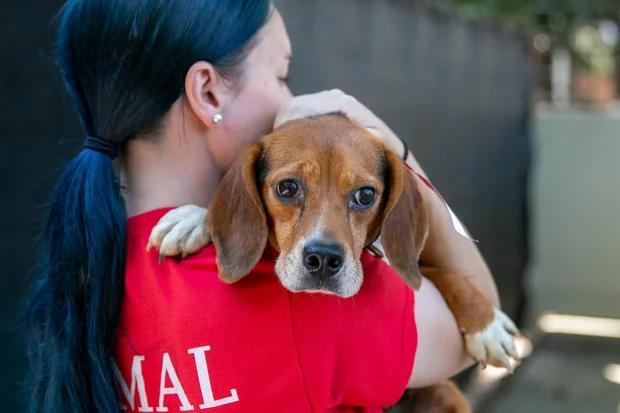 Meet Boston’s bagel-named beagles!