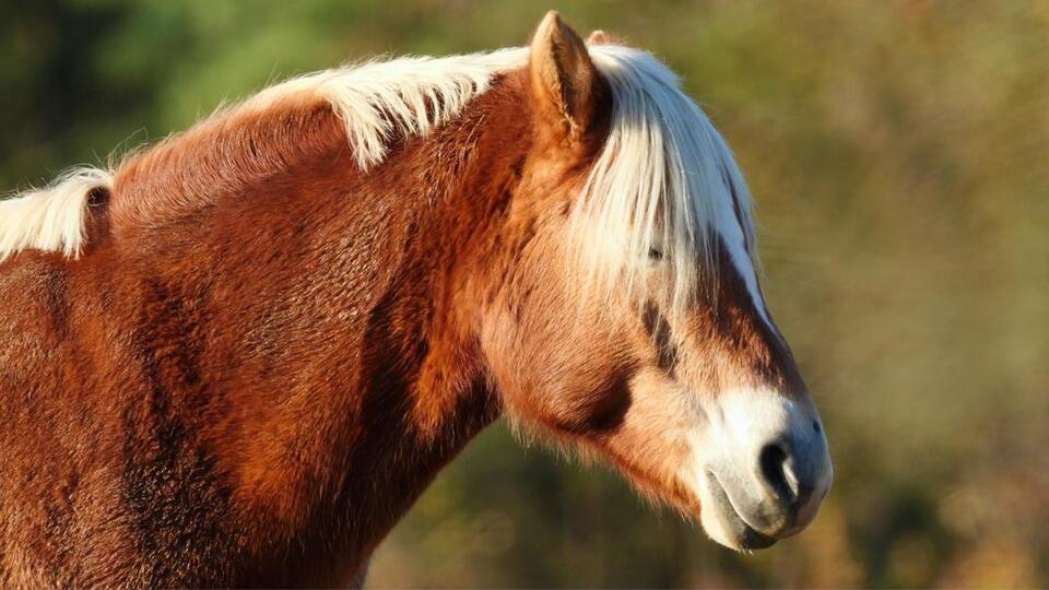 Mom Donates Daughter’s Pony to Zoo Lions?!