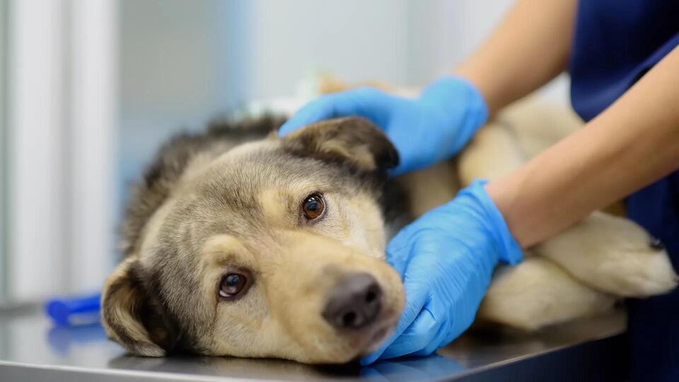 Wildfire Heroes: Saving 180+ Pets!
