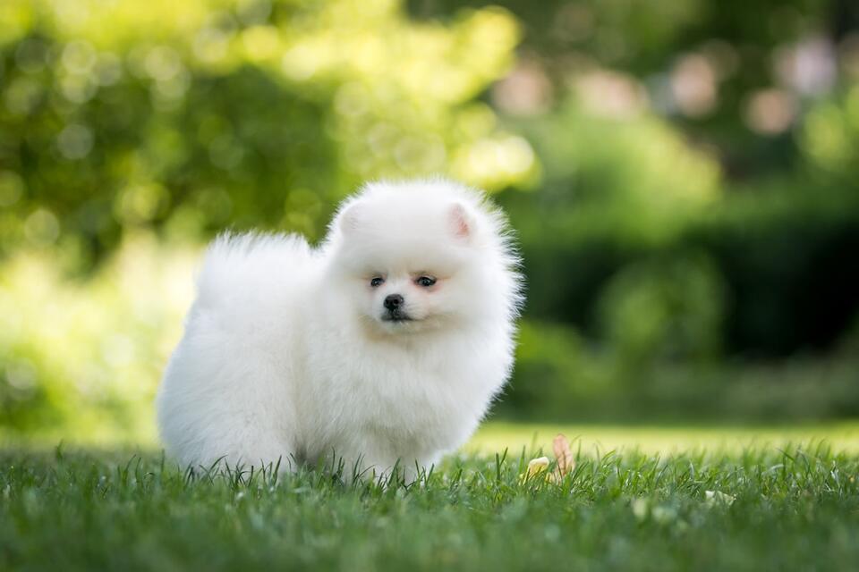 This Pomeranian Totally Stole the Golf Game