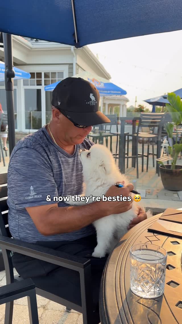 This Pomeranian Totally Stole the Golf Game