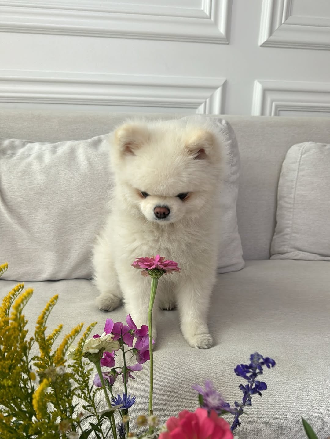 This Pomeranian Totally Stole the Golf Game