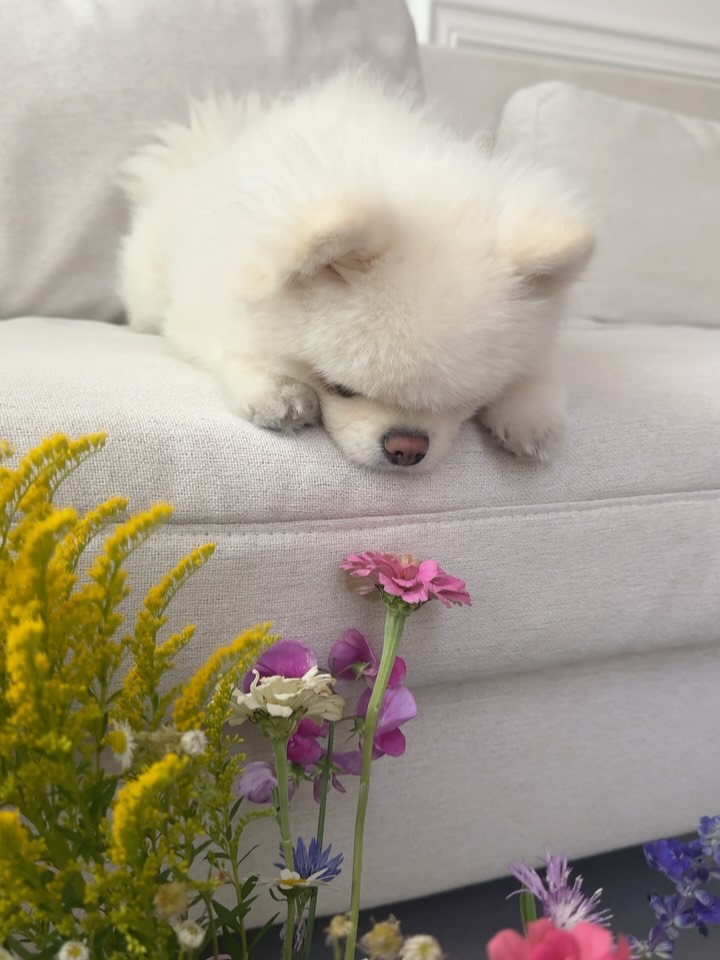 This Pomeranian Totally Stole the Golf Game