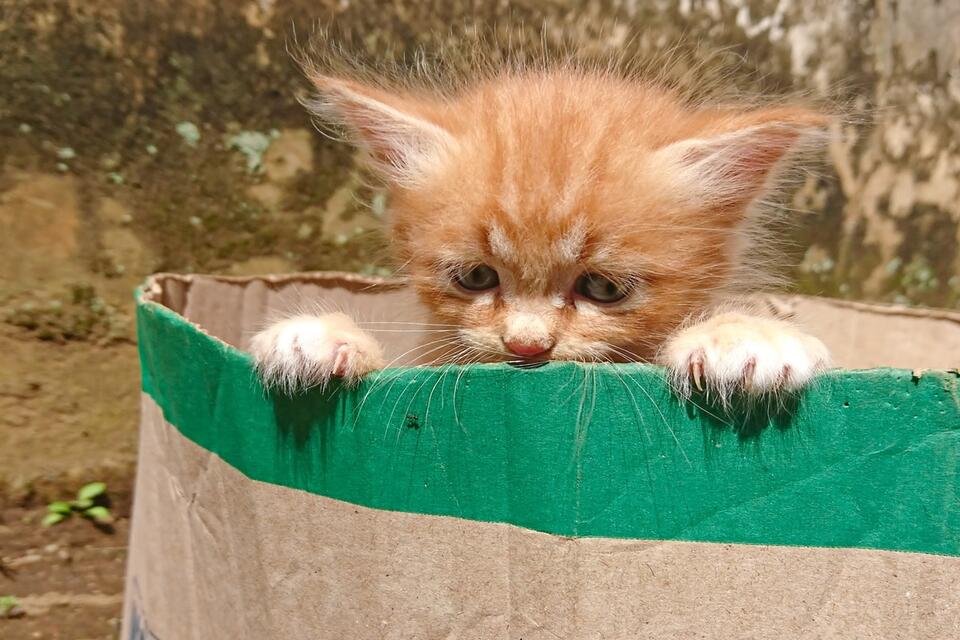 Orange kitten Garfield’s hair is stealing hearts