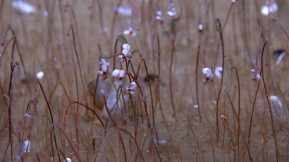 Deep Sea Creatures Hint at Alien Life?