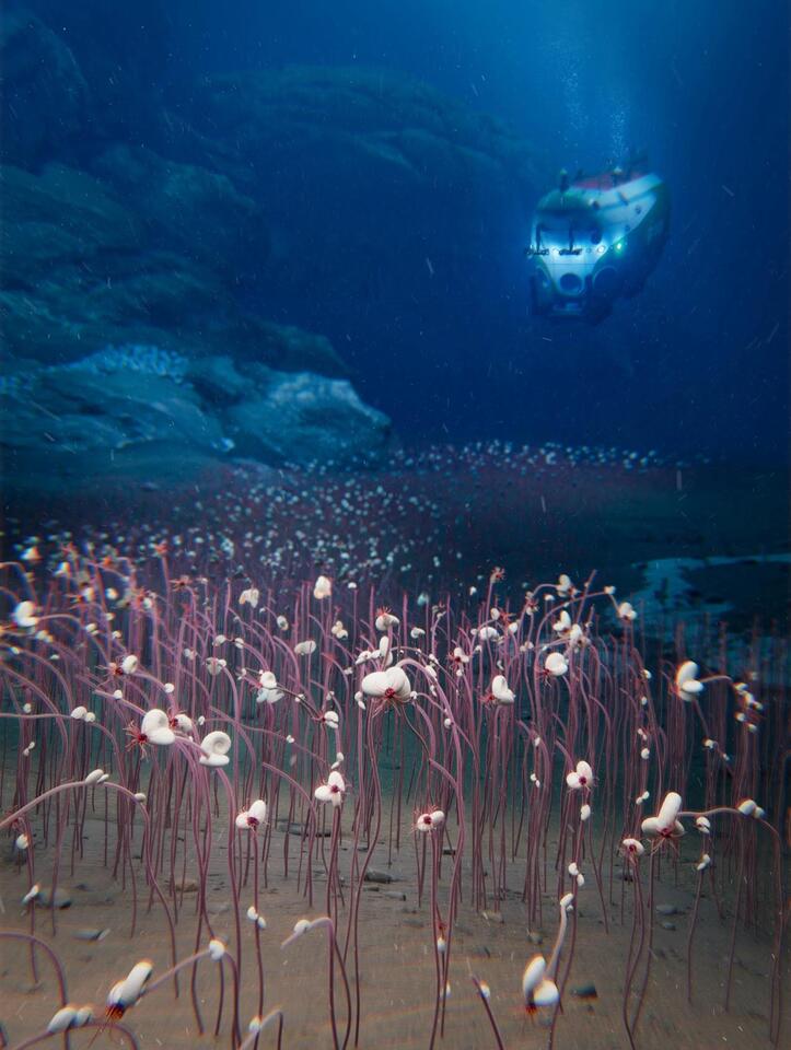 Deep Sea Creatures Hint at Alien Life?