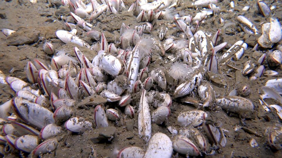 Deep Sea Creatures Hint at Alien Life?