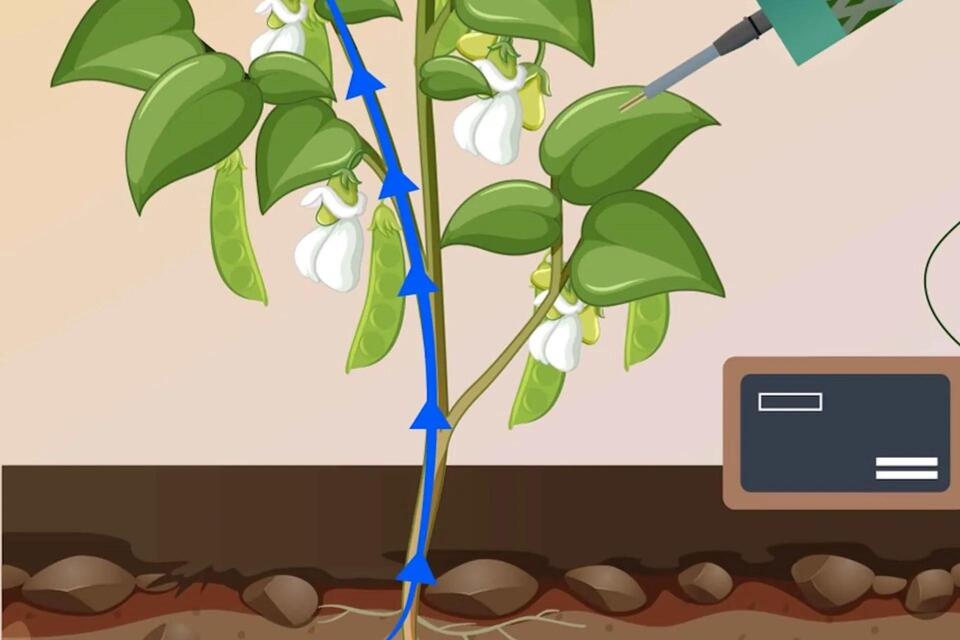 Plants Have a Secret Sweet Tooth?