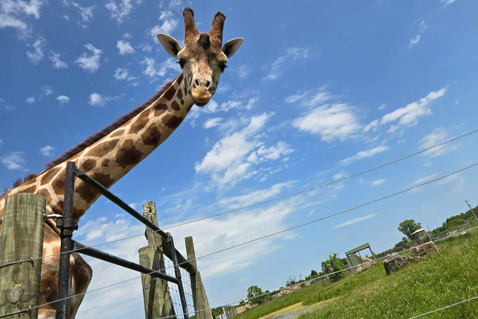 Go wild at Kaufman’s drive-thru safari
