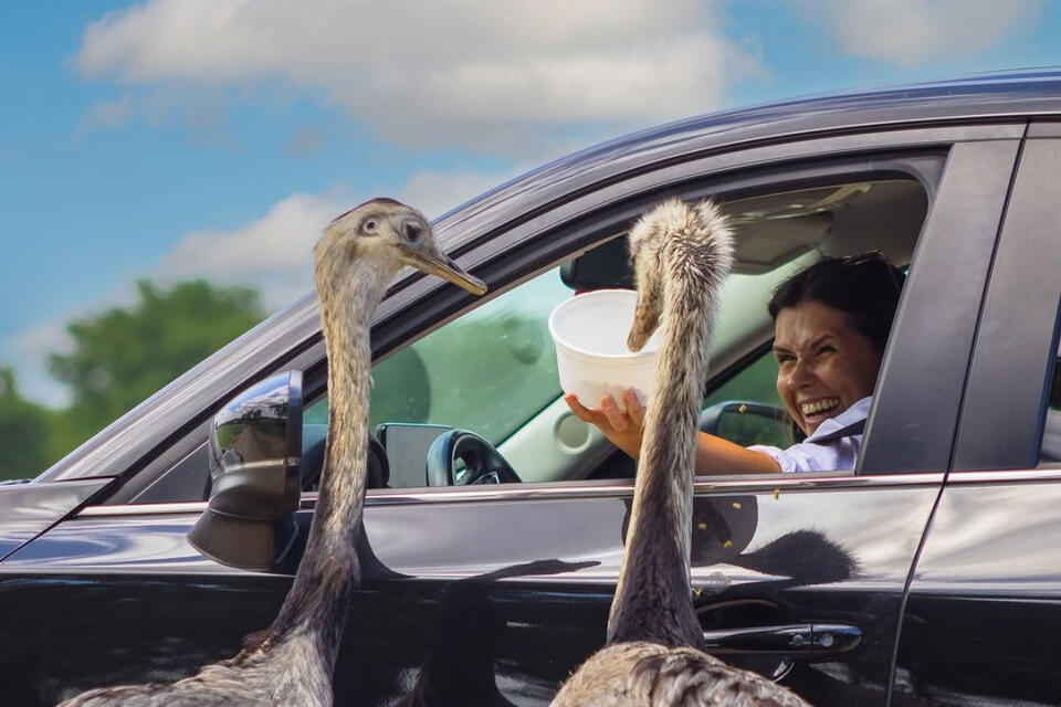 Go wild at Kaufman’s drive-thru safari