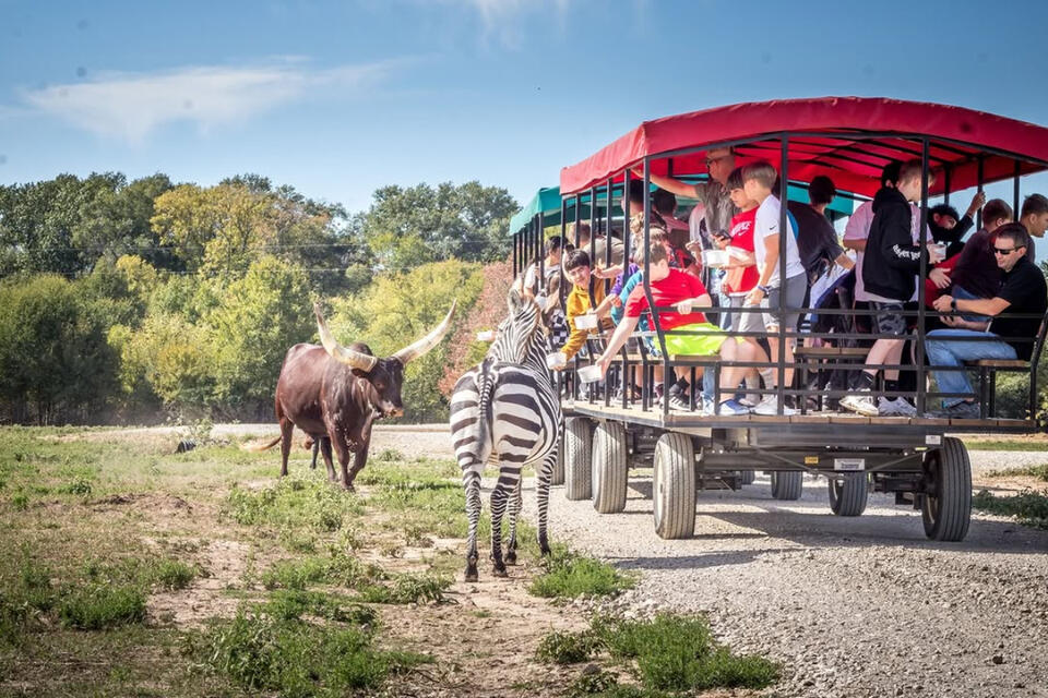 Go wild at Kaufman’s drive-thru safari