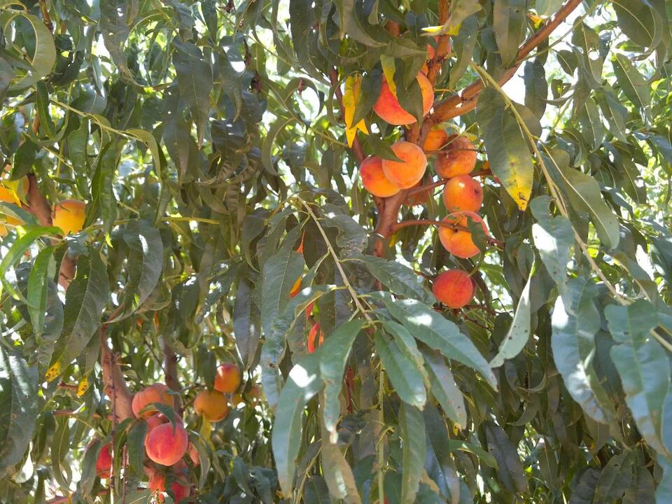 North Texas peaches: Sweet, scarce, and worth the wait
