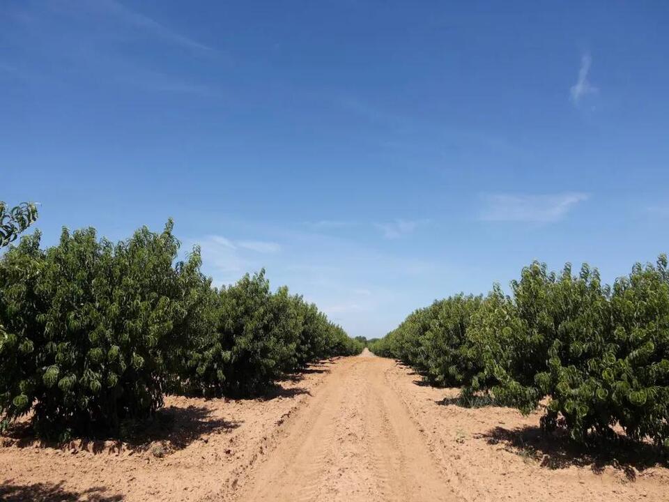 North Texas peaches: Sweet, scarce, and worth the wait