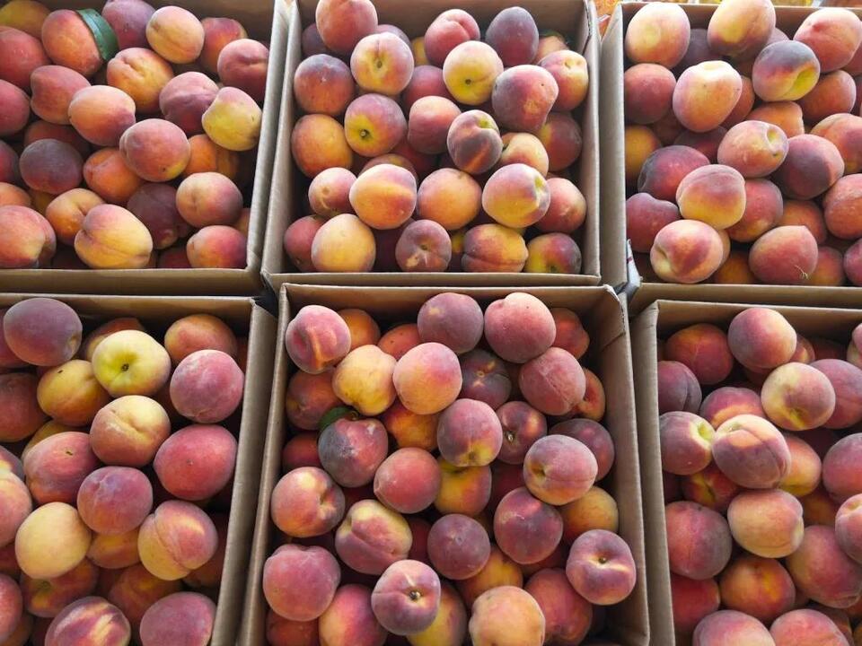 North Texas peaches: Sweet, scarce, and worth the wait
