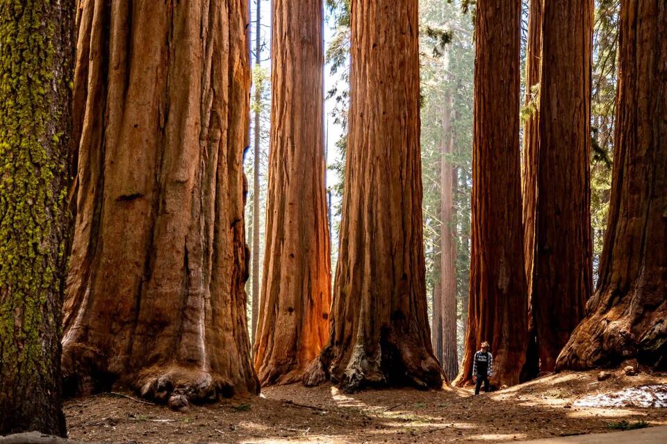 Would You Clone a Tree to Save the Planet?