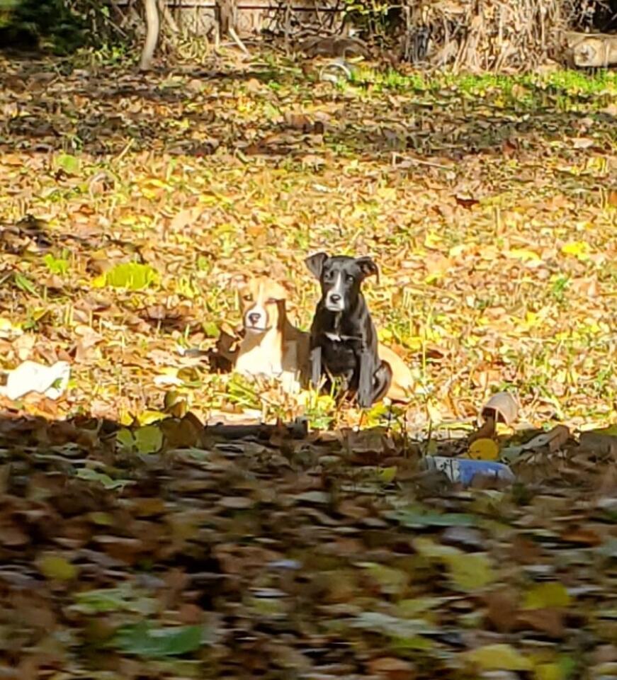 Detroit pups get a second chance at life
