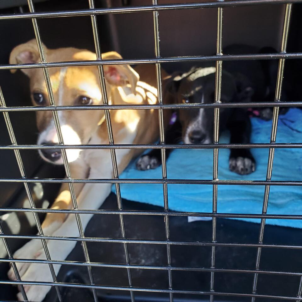 Detroit pups get a second chance at life
