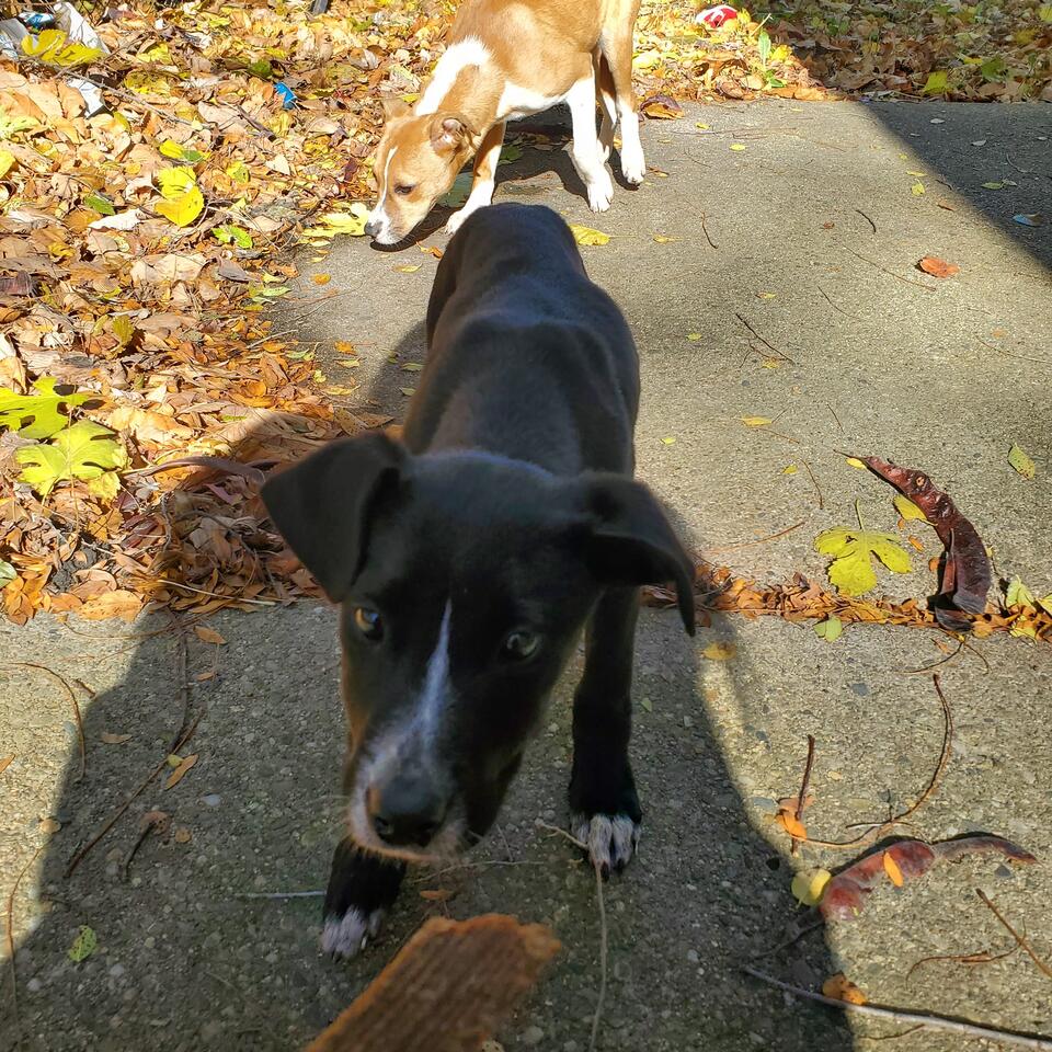 Detroit pups get a second chance at life