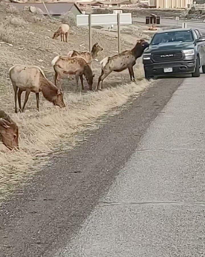 Yellowstone tourists cross the line with elk