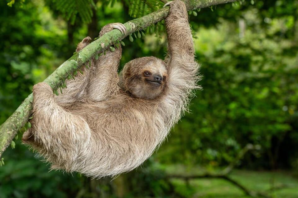 UK's New Viral Threat: The 'Sloth Virus'