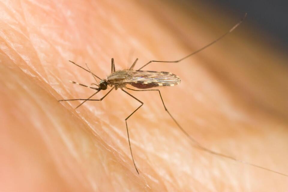 UK's New Viral Threat: The 'Sloth Virus'