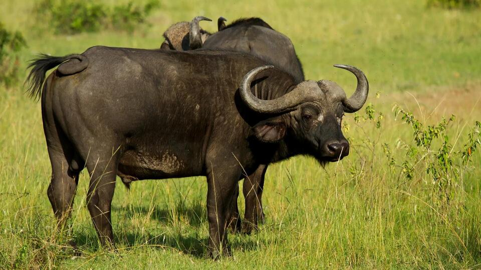 Buffaloes Are the New Eco-Friendly Gardeners!