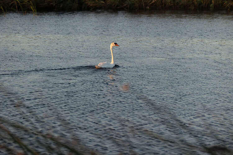 California's swan dilemma