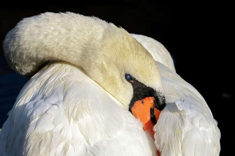 California's swan dilemma