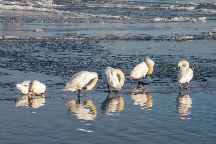 California's swan dilemma