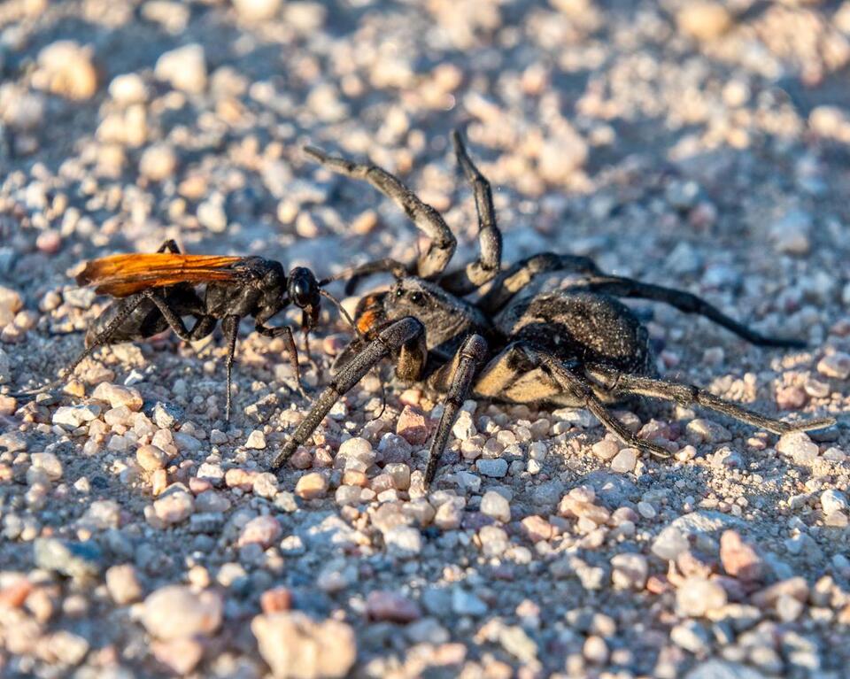 Tarantula hawks take over New Mexico skies
