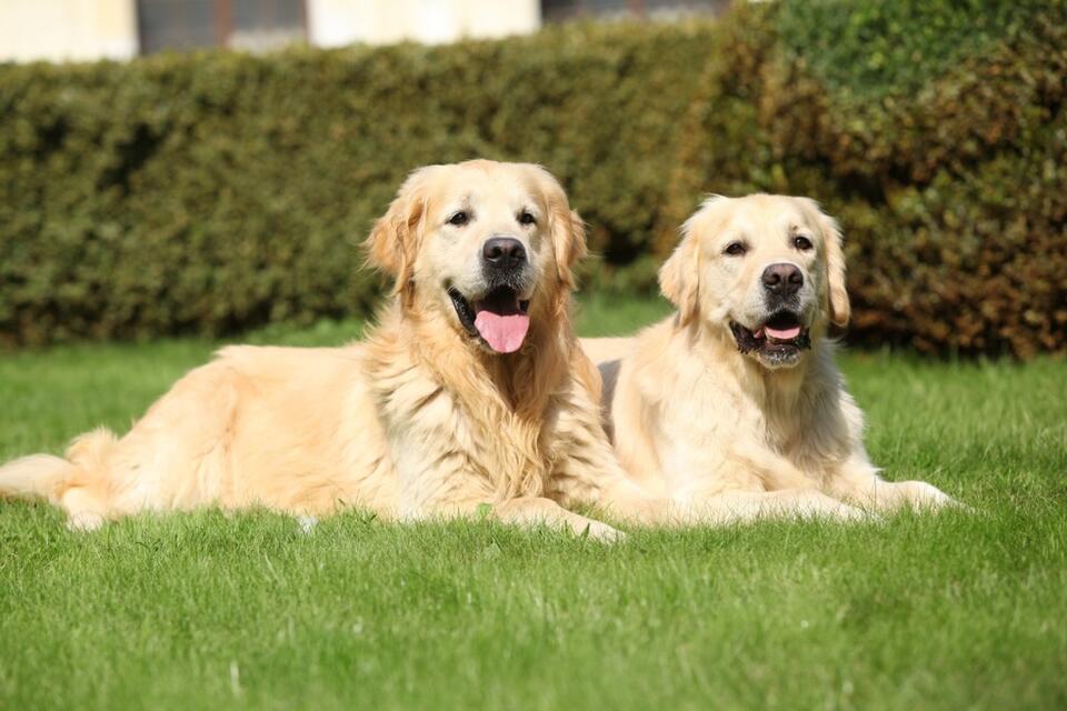 Golden Retriever Dad Melts Hearts
