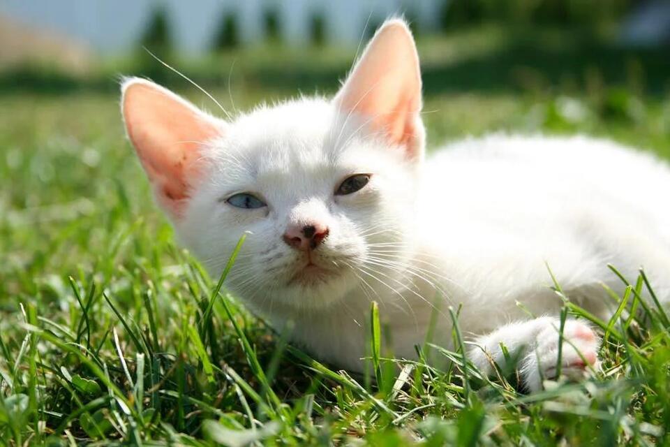 EE Worker in Hot Water Over Cat Mishap