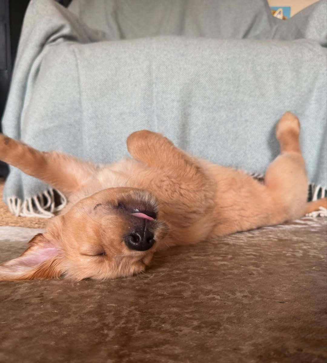 Golden Retriever Dad Melts Hearts