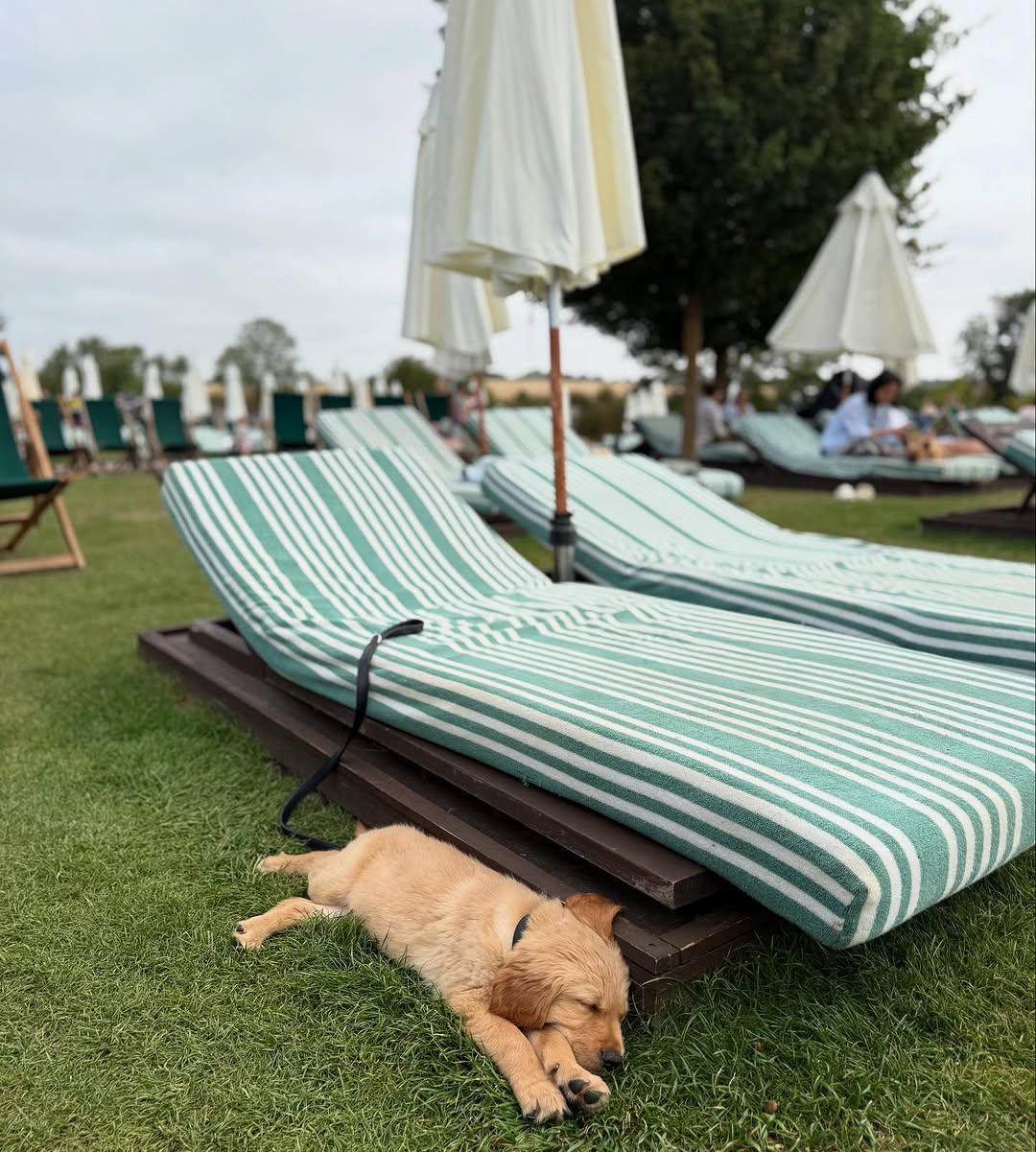 Golden Retriever Dad Melts Hearts