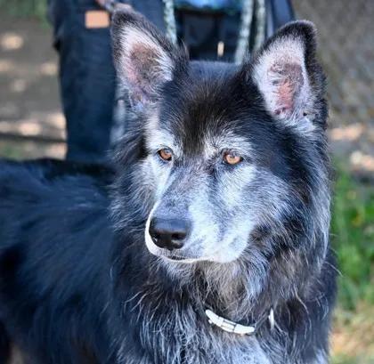 Adopt a furry friend in Lane County