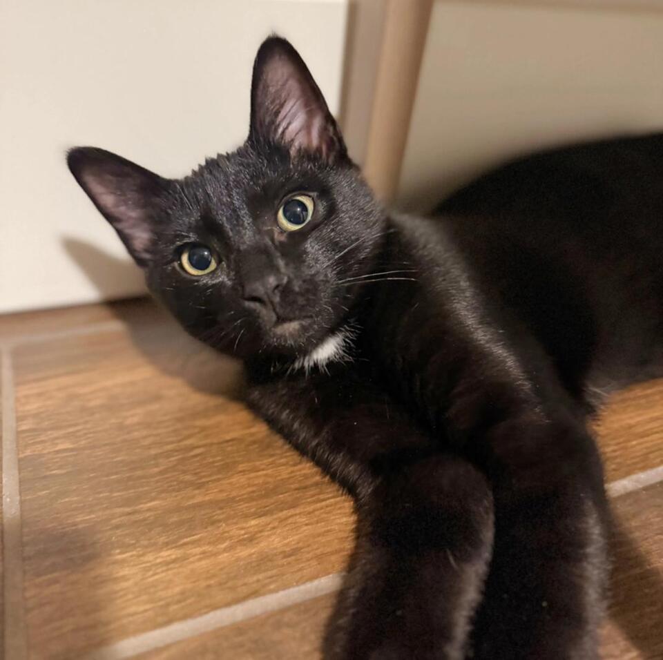 Adopt a furry friend in Lane County