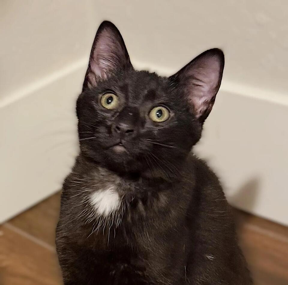 Adopt a furry friend in Lane County