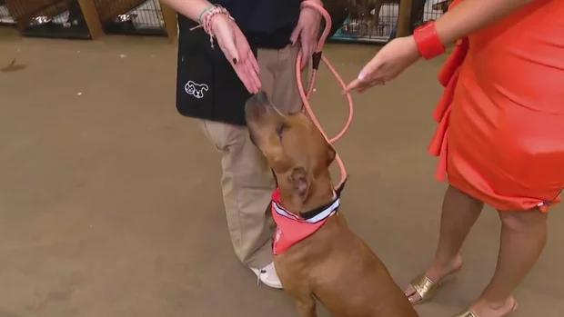 Fort Worth's furry friends find homes