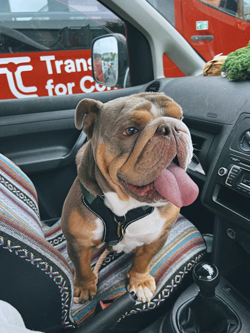 MEET THE MOST HANDSOME DOG IN THE WORLD!!!!!!